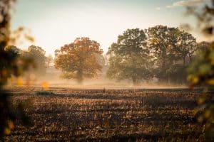 Autumn in Radbourne